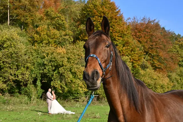 Hochzeitsfoto, Bild 23 von 239