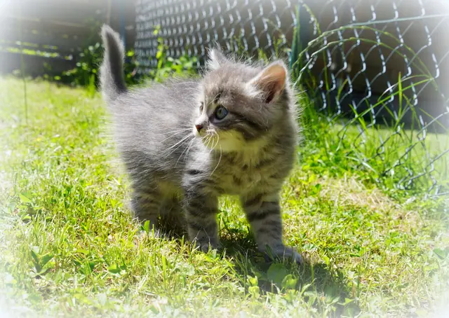Tierfoto, Bild 6 von 26