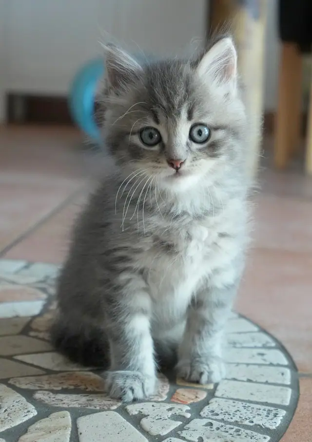 Tierfoto, Bild 9 von 26