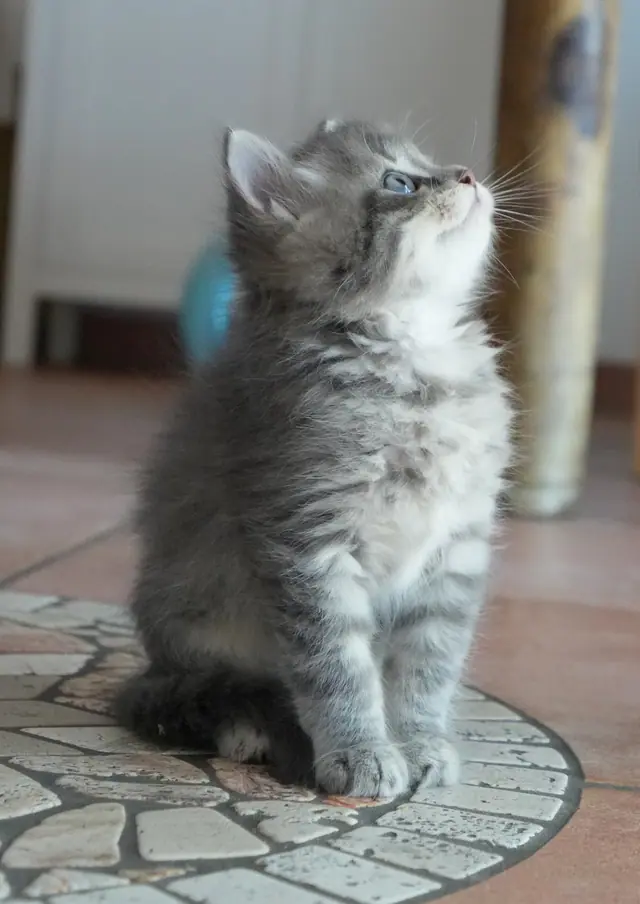 Tierfoto, Bild 10 von 26