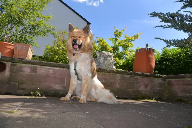 Tierfoto, Bild 13 von 26