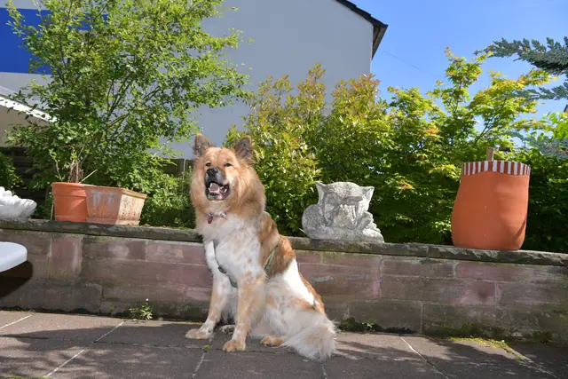 Tierfoto, Bild 15 von 26