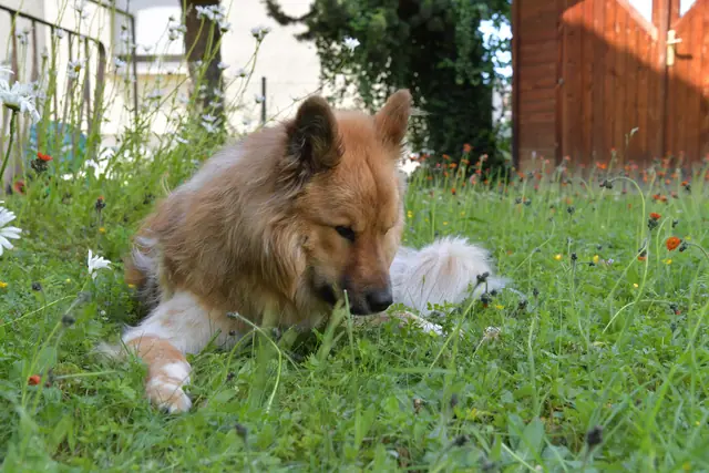 Tierfoto, Bild 18 von 26