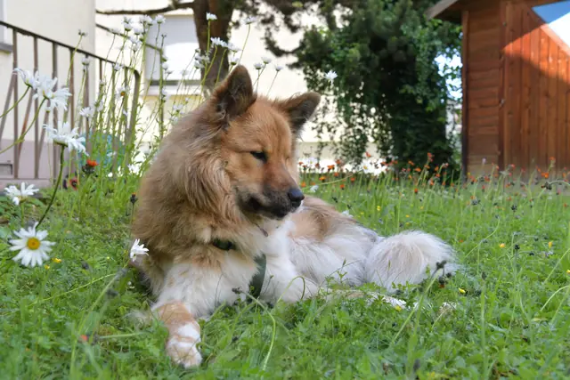 Tierfoto, Bild 19 von 26