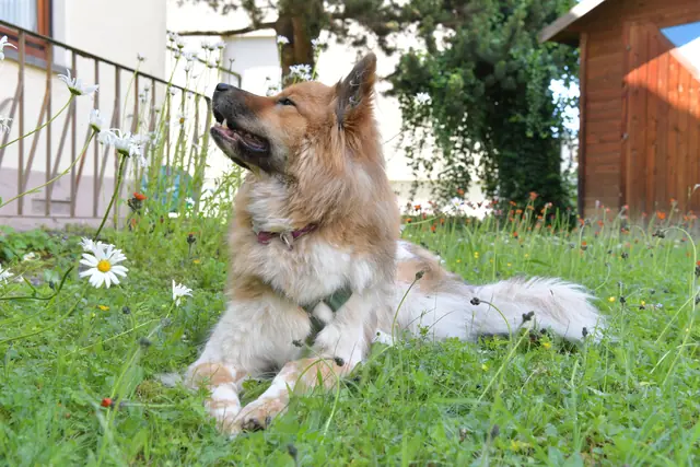 Tierfoto, Bild 20 von 26