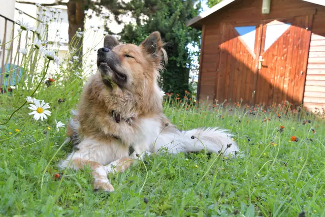 Tierfoto, Bild 22 von 26