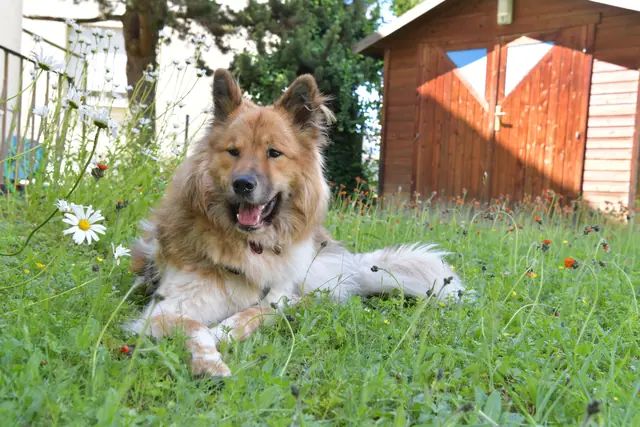 Tierfoto, Bild 23 von 26