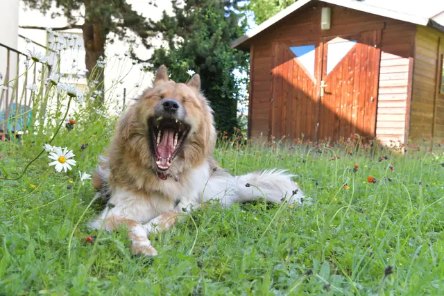 Tierfoto, Bild 24 von 26