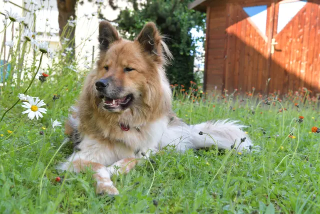 Tierfoto, Bild 25 von 26