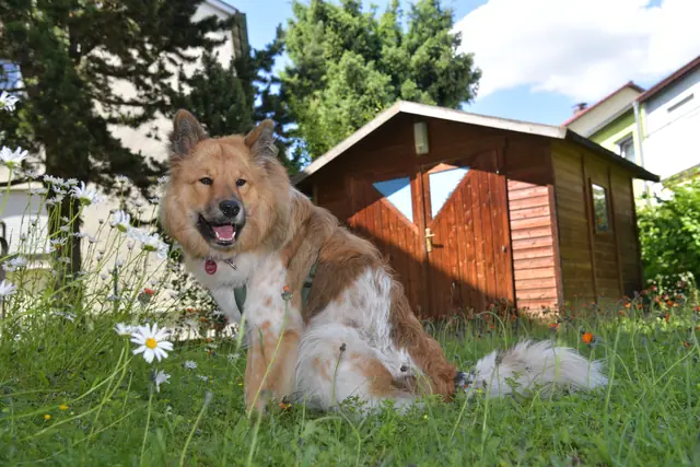 Tierfoto, Bild 26 von 26